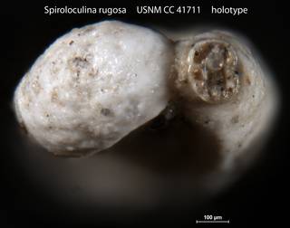 To NMNH Paleobiology Collection (Spiroloculina rugosa USNM CC 41711 holotype 2)