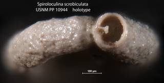 To NMNH Paleobiology Collection (Spiroloculina scrobiculata USNM PP 10944 holotype 2)