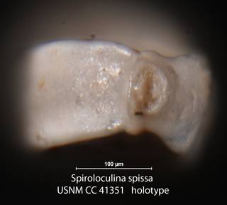 To NMNH Paleobiology Collection (Spiroloculina spissa USNM CC 41351 holotype 2)