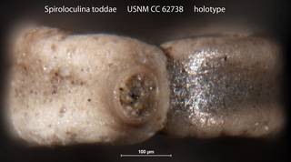 To NMNH Paleobiology Collection (Spiroloculina toddae USNM CC 62738 holotype 2)
