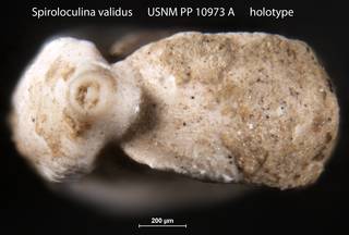 To NMNH Paleobiology Collection (Spiroloculina validus USNM PP 10973 A holotype 2)