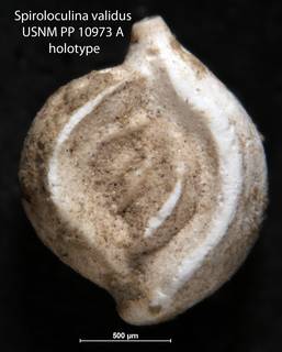 To NMNH Paleobiology Collection (Spiroloculina validus USNM PP 10973 A holotype)