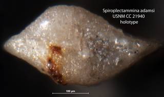 To NMNH Paleobiology Collection (Spiroplectammina adamsi USNM CC 21940 holotype 2)