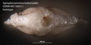 To NMNH Paleobiology Collection (Spiroplectammina bolivinoides USNM MO 560511 holotype 2)