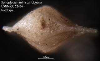 To NMNH Paleobiology Collection (Spiroplectammina caribbeana USNM CC 62456 holotype 2)