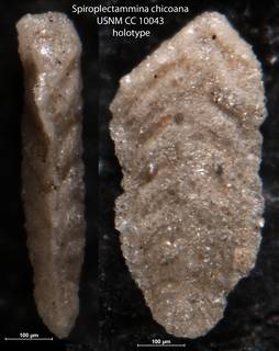 To NMNH Paleobiology Collection (Spiroplectammina chicoana USNM CC 10043 holotype)