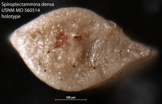 To NMNH Paleobiology Collection (Spiroplectammina densa USNM MO 560514 holotype 2)