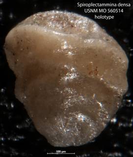To NMNH Paleobiology Collection (Spiroplectammina densa USNM MO 560514 holotype)