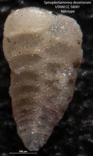 To NMNH Paleobiology Collection (Spiroplectammina desertorum USNM CC 58081 holotype)