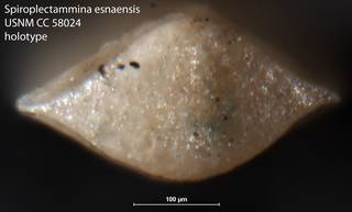 To NMNH Paleobiology Collection (Spiroplectammina esnaensis USNM CC 58024 holotype 2)