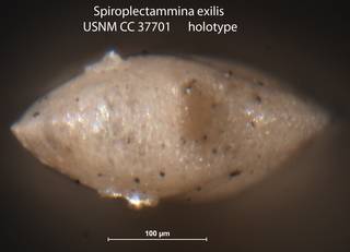 To NMNH Paleobiology Collection (Spiroplectammina exilis USNM CC 37701 holotype 2)