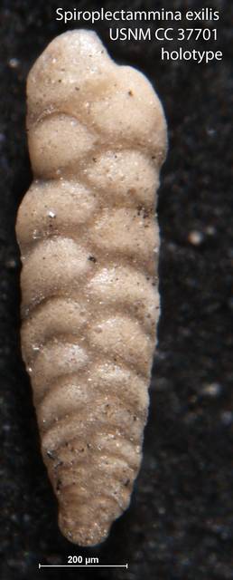 To NMNH Paleobiology Collection (Spiroplectammina exilis USNM CC 37701 holotype)