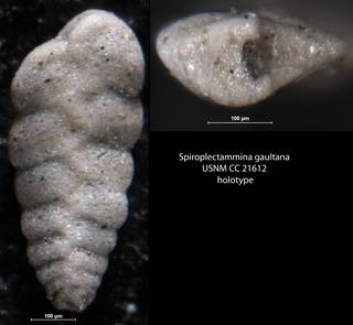 To NMNH Paleobiology Collection (Spiroplectammina gaultana USNM CC 21612 holotype)