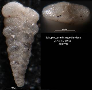 To NMNH Paleobiology Collection (Spiroplectammina goodlandana USNM CC 21605 holotype)