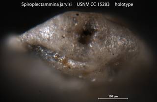 To NMNH Paleobiology Collection (Spiroplectammina jarvisi USNM CC 15283 holotype 2)
