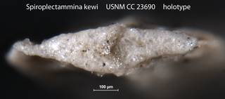 To NMNH Paleobiology Collection (Spiroplectammina kewi USNM CC 23690 holotype 2)