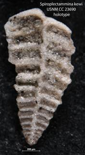 To NMNH Paleobiology Collection (Spiroplectammina kewi USNM CC 23690 holotype)