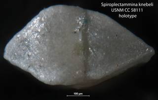 To NMNH Paleobiology Collection (Spiroplectammina knebeli USNM CC 58111 holotype 2)