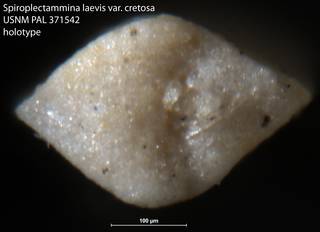 To NMNH Paleobiology Collection (Spiroplectammina laevis var cretosa USNM PAL 371542 holotype 2)