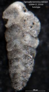 To NMNH Paleobiology Collection (Spiroplectammina lalickeri USNM CC 23330 holotype)
