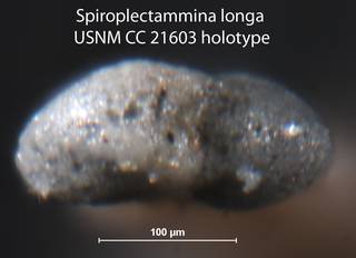 To NMNH Paleobiology Collection (Spiroplectammina longa USNM CC 21603 holotype 2)