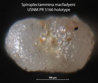 To NMNH Paleobiology Collection (Spiroplectammina macfadyeni USNM PR 5166 holotype 2)