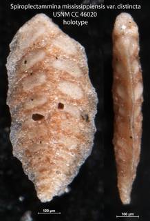 To NMNH Paleobiology Collection (Spiroplectammina mississippiensis var distincta USNM CC 46020 holotype)