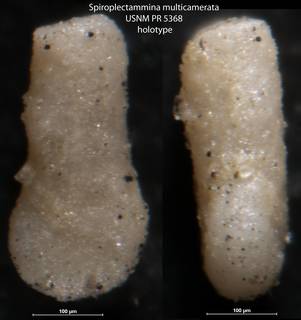 To NMNH Paleobiology Collection (Spiroplectammina multicamerata USNM PR 5368 holotype)