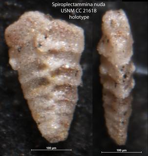 To NMNH Paleobiology Collection (Spiroplectammina nuda USNM CC 21618 holotype)