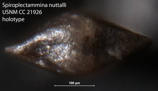 To NMNH Paleobiology Collection (Spiroplectammina nuttalli USNM CC 21926 holotype 2)
