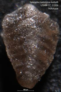 To NMNH Paleobiology Collection (Spiroplectammina nuttalli USNM CC 21926 holotype)