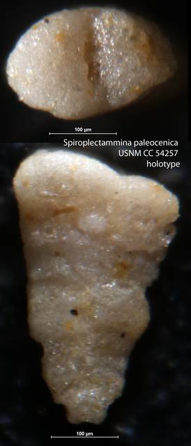 To NMNH Paleobiology Collection (Spiroplectammina paleocenica USNM CC 54257 holotype)
