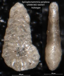 To NMNH Paleobiology Collection (Spiroplectammina perplexa USNM MO 560501 holotype)