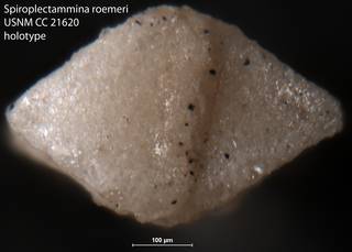 To NMNH Paleobiology Collection (Spiroplectammina roemeri USNM CC 21620 holotype 2)