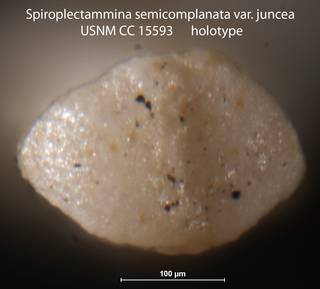 To NMNH Paleobiology Collection (Spiroplectammina semicomplanata var juncea USNM CC 15593 holotype 2)