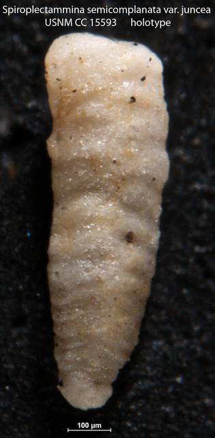 To NMNH Paleobiology Collection (Spiroplectammina semicomplanata var juncea USNM CC 15593 holotype)