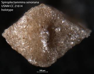 To NMNH Paleobiology Collection (Spiroplectammina senonana USNM CC 21614 holotype 2)