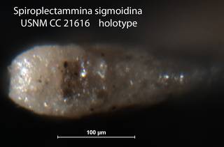 To NMNH Paleobiology Collection (Spiroplectammina sigmoidina USNM CC 21616 holotype 2)