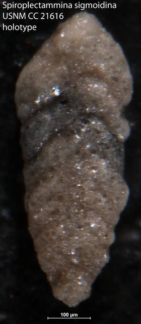 To NMNH Paleobiology Collection (Spiroplectammina sigmoidina USNM CC 21616 holotype)