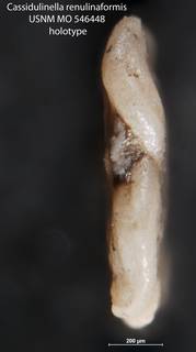 To NMNH Paleobiology Collection (Cassidulinella renulinaformis USNM MO 546448 holotype 2)