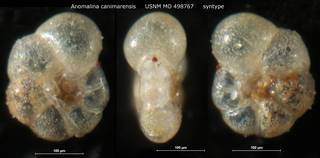 To NMNH Paleobiology Collection (Anomalina canimarensis USNM MO 498767 syntype)