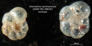 To NMNH Paleobiology Collection (Anomalina canimarensis USNM MO 498767 syntypes)