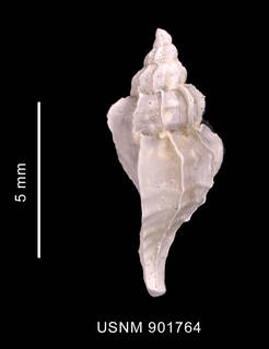 To NMNH Extant Collection (Trophon ohlini Strebel, 1904 shell lateral view)