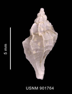 To NMNH Extant Collection (Trophon ohlini Strebel, 1904 shell dorsal view)
