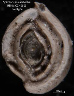To NMNH Paleobiology Collection (Spiroloculina alabastra USNM CC 40503 holotype)