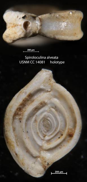 To NMNH Paleobiology Collection (Spiroloculina alveata USNM CC 14081 holotype)