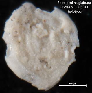 To NMNH Paleobiology Collection (Spiroloculina glabrata USNM MO 325313 holotype)