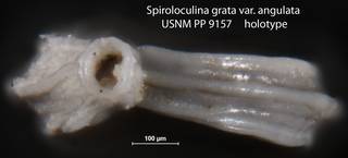 To NMNH Paleobiology Collection (Spiroloculina grata var angulata USNM PP 9157 holotype 2)