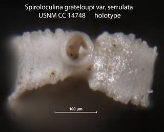 To NMNH Paleobiology Collection (Spiroloculina grateloupi var serrulata USNM CC 14748 holotype 2)