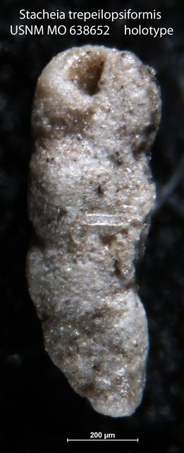To NMNH Paleobiology Collection (Stacheia trepeilopsiformis USNM MO 638652 holotype)